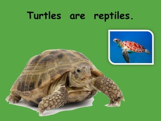 Turtles are reptiles.
 