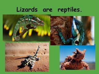 Lizards are reptiles.
 