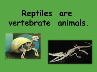 Reptiles are
vertebrate animals.
 