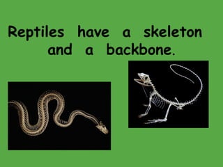 Reptiles have a skeleton
and a backbone.
 