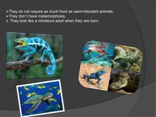They do not require as much food as warm-blooded animals.
They don´t have metamorphosis.
 They look like a miniature adult when they are born.
 