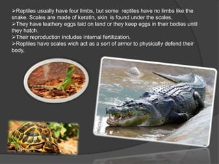 Reptiles usually have four limbs, but some reptiles have no limbs like the
snake. Scales are made of keratin, skin is found under the scales.
They have leathery eggs laid on land or they keep eggs in their bodies until
they hatch.
Their reproduction includes internal fertilization.
Reptiles have scales wich act as a sort of armor to physically defend their
body.
 