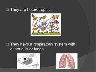  They are heterotrophic.
 They have a respiratoriy system with
either gills or lungs.
 