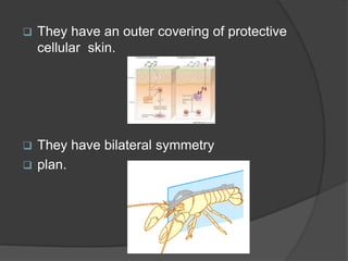  They have an outer covering of protective
cellular skin.
 They have bilateral symmetry
 plan.
 