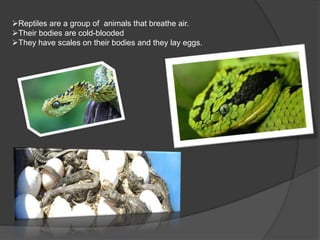 Reptiles are a group of animals that breathe air.
Their bodies are cold-blooded
They have scales on their bodies and they lay eggs.
 