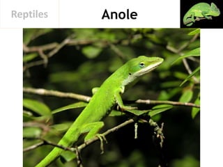 AnoleReptiles
 