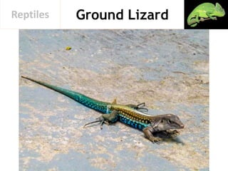 Ground LizardReptiles
 