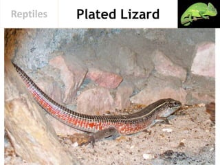 Plated LizardReptiles
 
