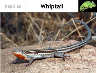 WhiptailReptiles
 