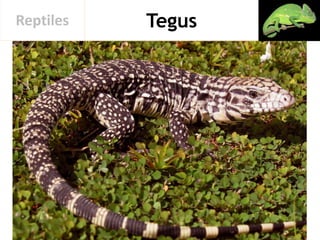 TegusReptiles
 
