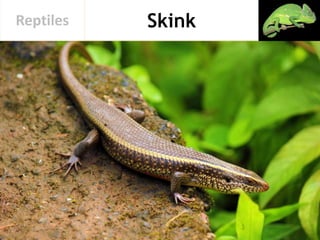 SkinkReptiles
 