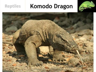 Komodo DragonReptiles
 