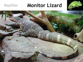 Monitor LizardReptiles
 