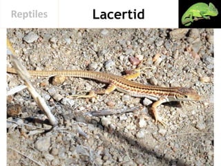 LacertidReptiles
 