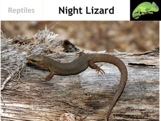 Night LizardReptiles
 
