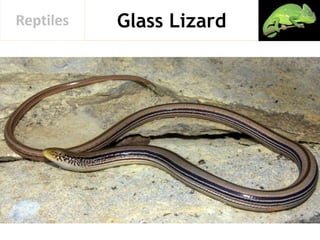 Glass LizardReptiles
 