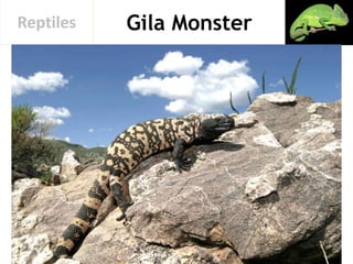Gila MonsterReptiles
 