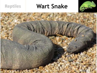 Wart SnakeReptiles
 