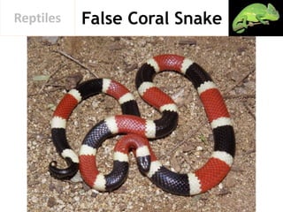 False Coral SnakeReptiles
 