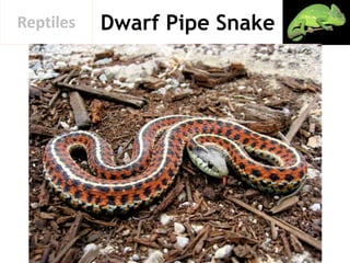 Dwarf Pipe SnakeReptiles
 