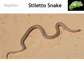 Stiletto SnakeReptiles
 