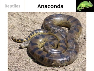 AnacondaReptiles
 