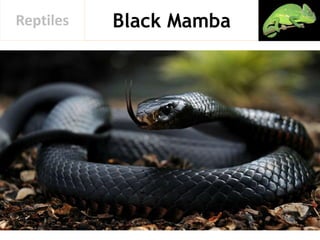 Black MambaReptiles
 