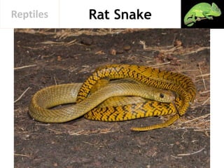 Rat SnakeReptiles
 