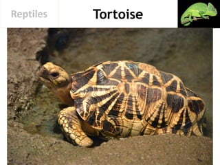 TortoiseReptiles
 