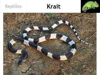 KraitReptiles
 