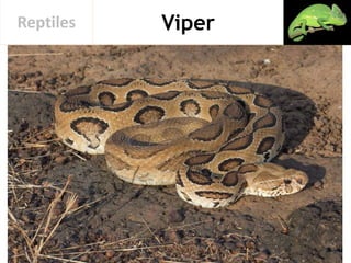 ViperReptiles
 