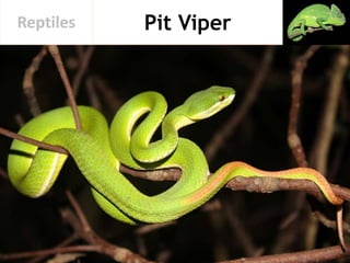 Pit ViperReptiles
 