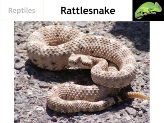 RattlesnakeReptiles
 
