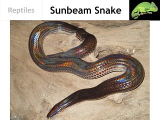 Sunbeam SnakeReptiles
 