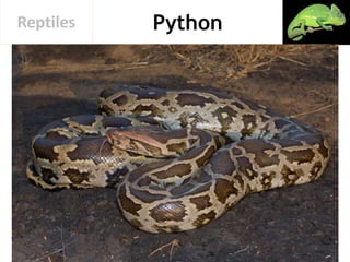 PythonReptiles
 