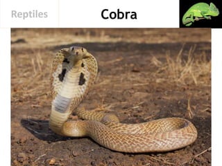 CobraReptiles
 