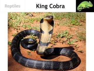 King CobraReptiles
 