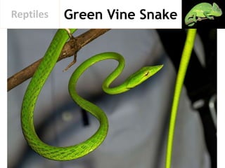 Green Vine SnakeReptiles
 