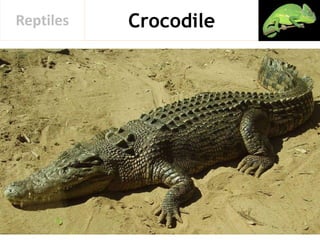 CrocodileReptiles
 