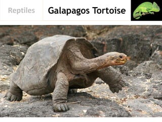 Galapagos TortoiseReptiles
 