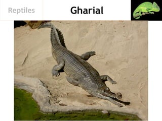 GharialReptiles
 