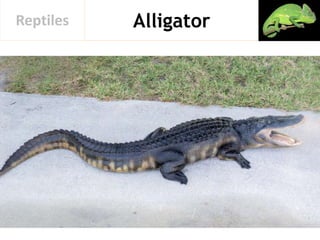 AlligatorReptiles
 
