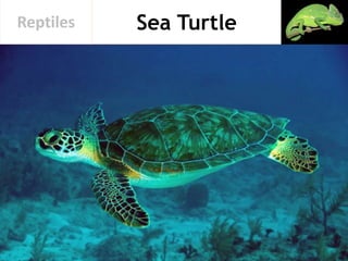 Sea TurtleReptiles
 
