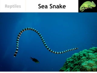 Sea SnakeReptiles
 