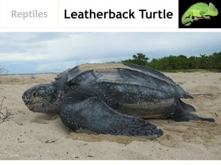 Leatherback TurtleReptiles
 