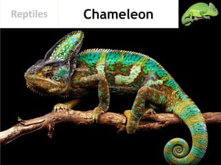 ChameleonReptiles
 