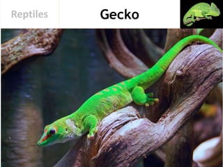 GeckoReptiles
 
