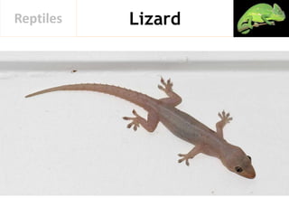 LizardReptiles
 