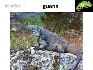 IguanaReptiles
 