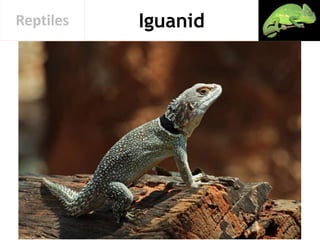 IguanidReptiles
 